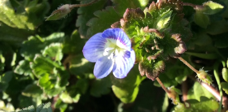 おおいぬの花