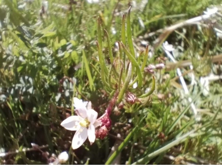 オオツメクサの花